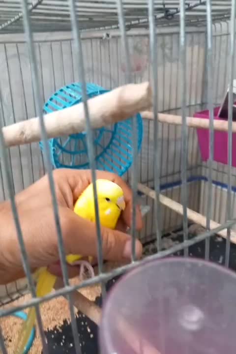 مرغ عشق|پرنده|قم, پامنار|دیوار