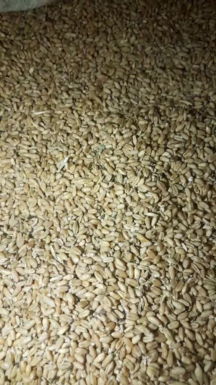 گندم|عمده‌فروشی|آق قلا, |دیوار