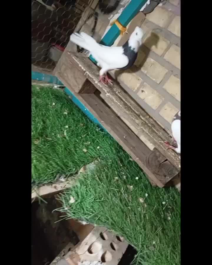 شوش|پرنده|کرخه, |دیوار