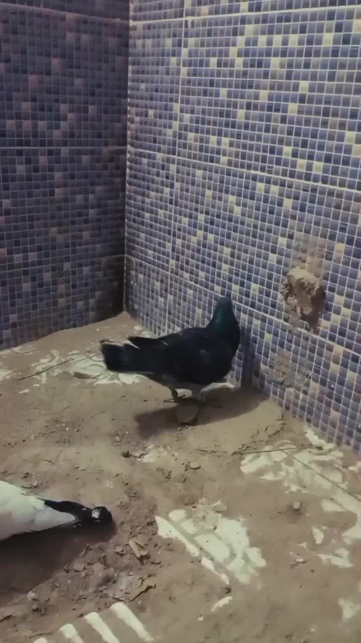 کبوتر سنگی|پرنده|سراوان, |دیوار