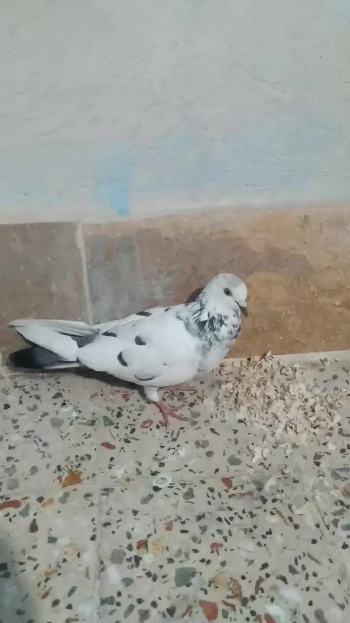 کبوترقشنگ|پرنده|خورموج, |دیوار