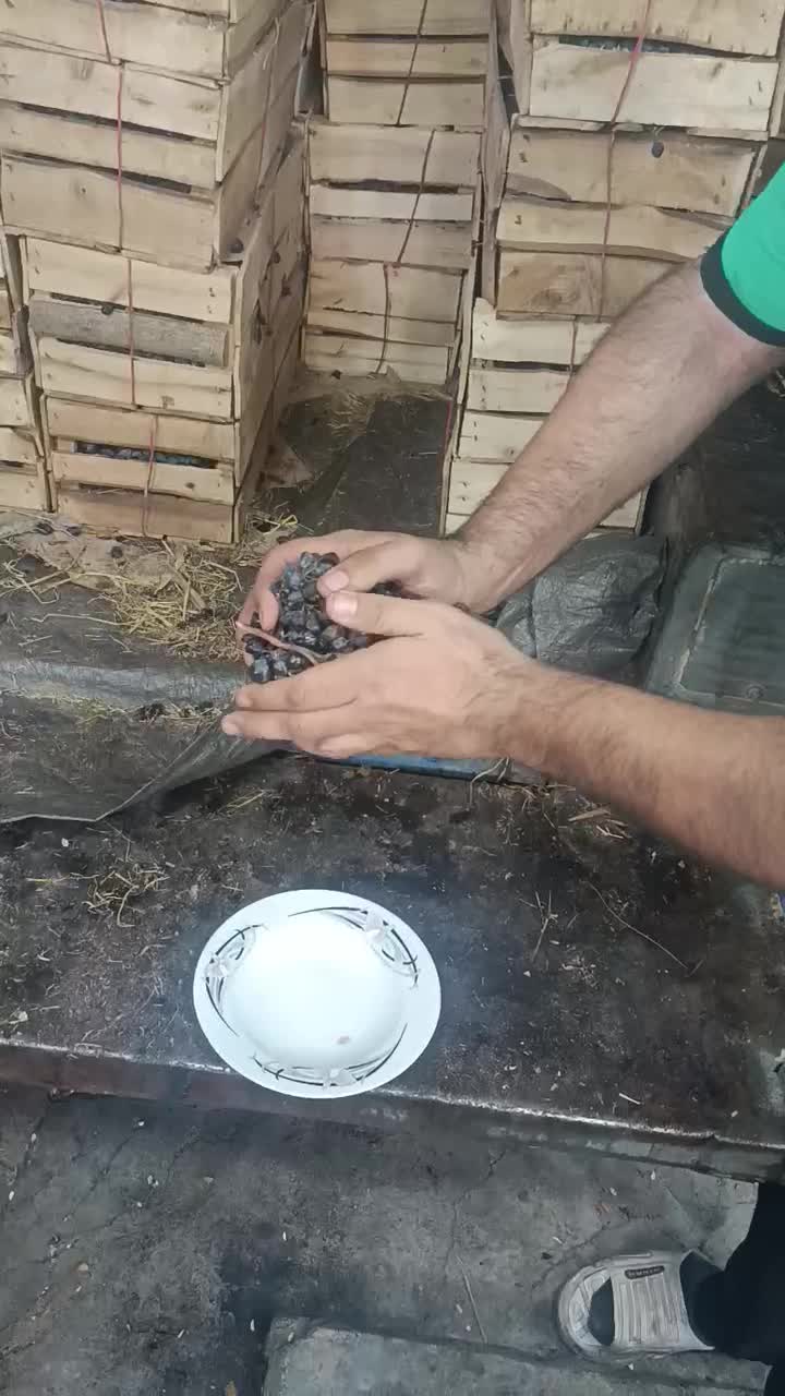 انگور سردشت و قزوینی به قیمت عمده|خدمات باغبانی و درختکاری|شیراز, زرهی|دیوار