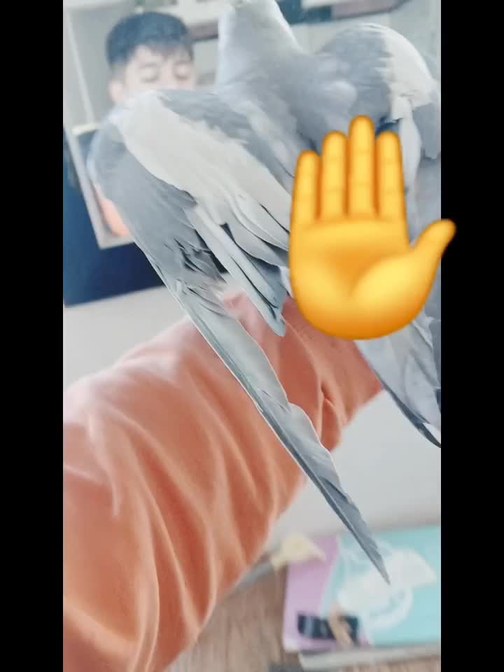 عروس هلندی سخنگو|پرنده|کوهدشت, |دیوار