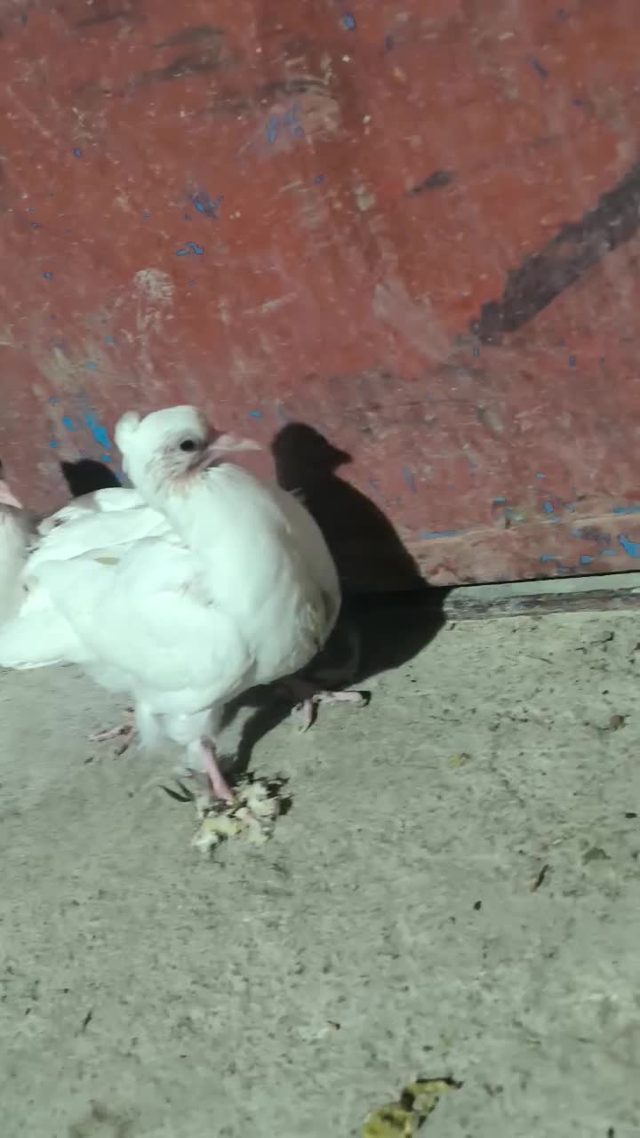 توضیحات بخون بعد پیام بده|پرنده|لوداب, |دیوار