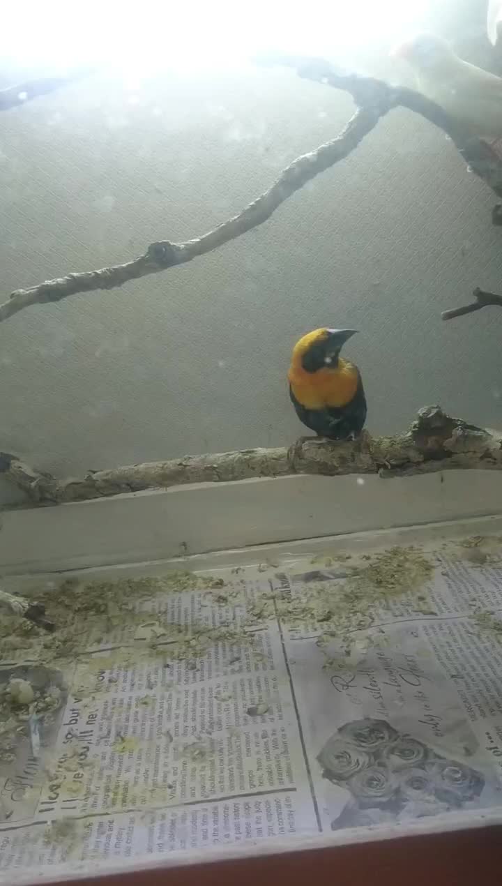 فنچ اسقف نارنجی|پرنده|تهران, زرکش|دیوار
