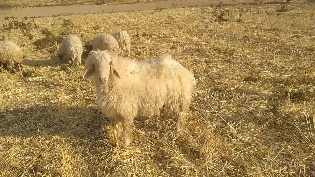 بره قوچ بختیاری اصل|حیوانات مزرعه|ایوان, |دیوار