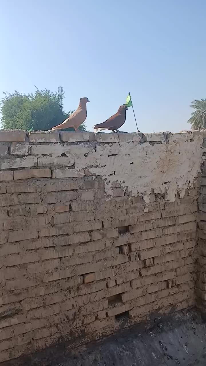 کبوتر|پرنده|کارون, |دیوار