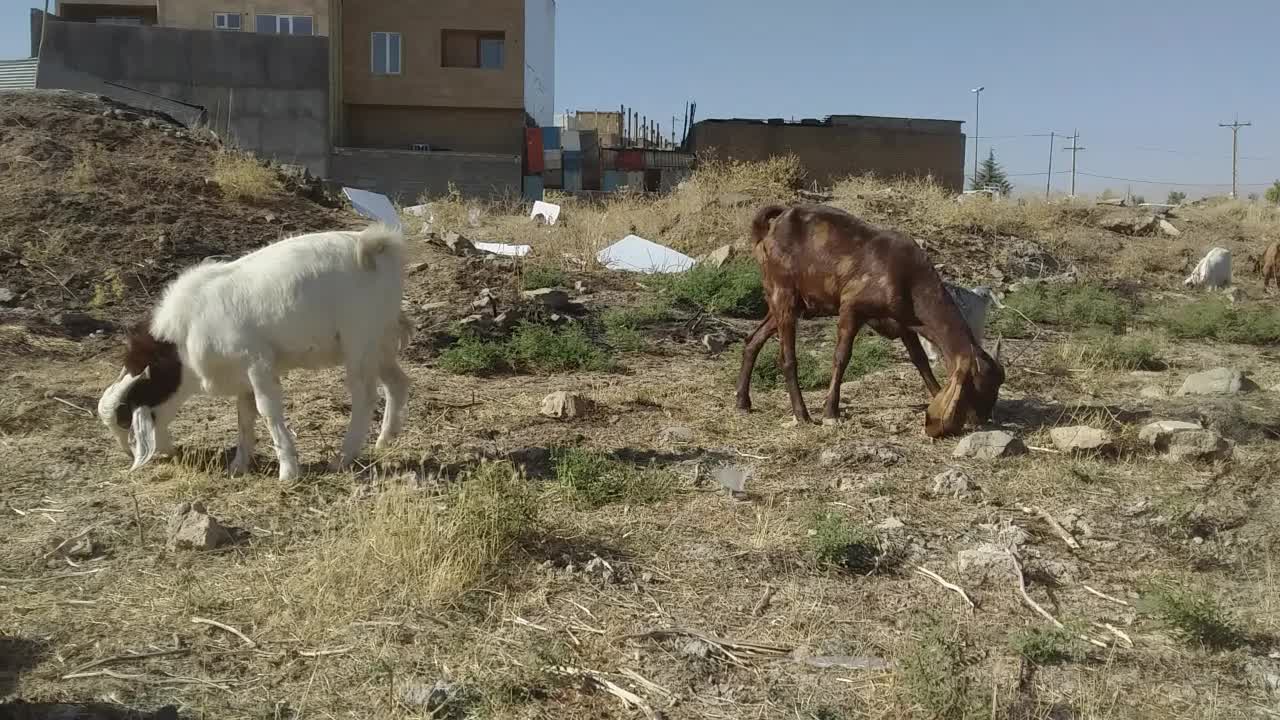 ساورین و بز پاکستانی اصیل|حیوانات مزرعه|سنندج, |دیوار