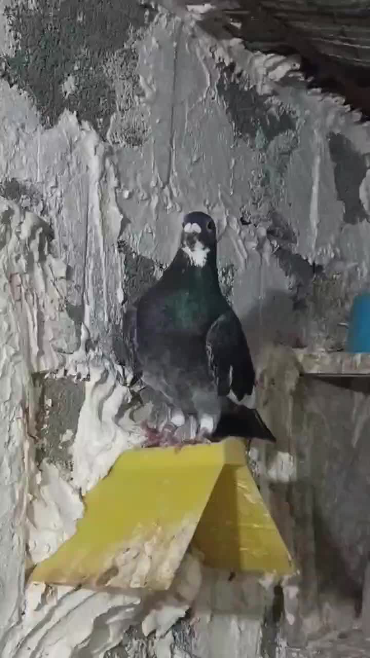 کبوتر|حیوانات|گرگان, |دیوار