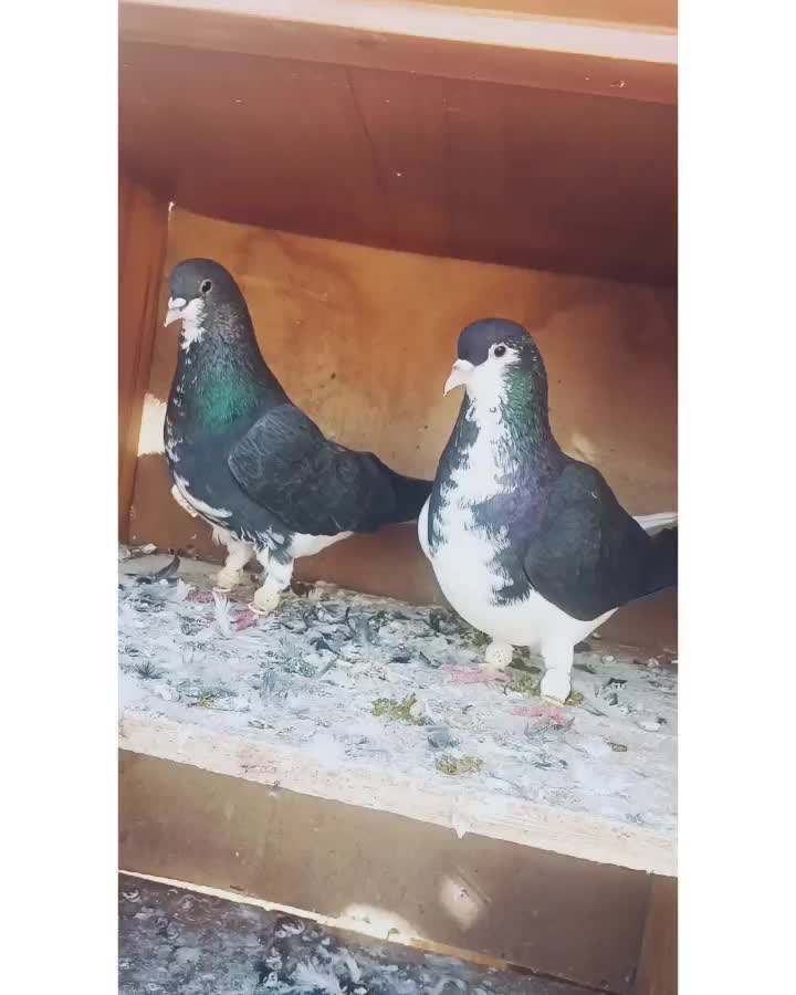 کبوتر|پرنده|شیراز, داریون|دیوار