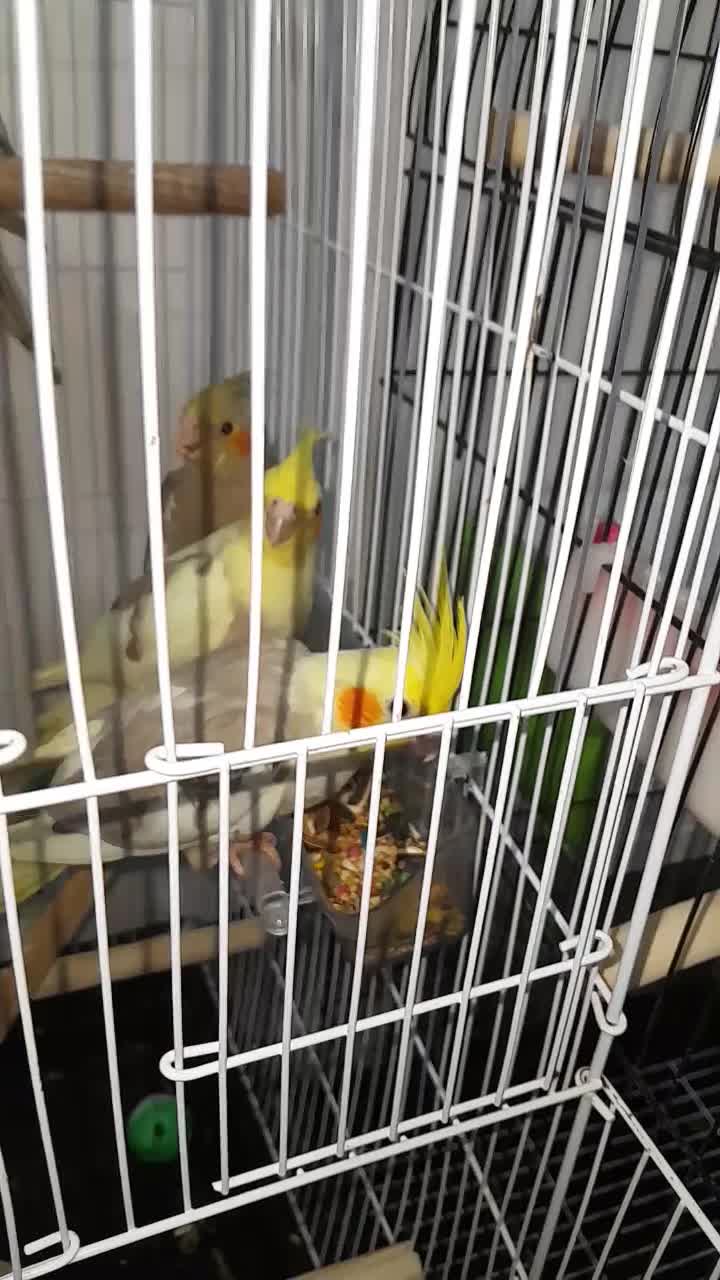 عروس هلند|پرنده|ایلام, |دیوار