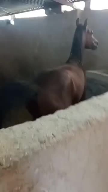 اسب دره شور|اسب و تجهیزات اسب‌سواری|رفسنجان, |دیوار