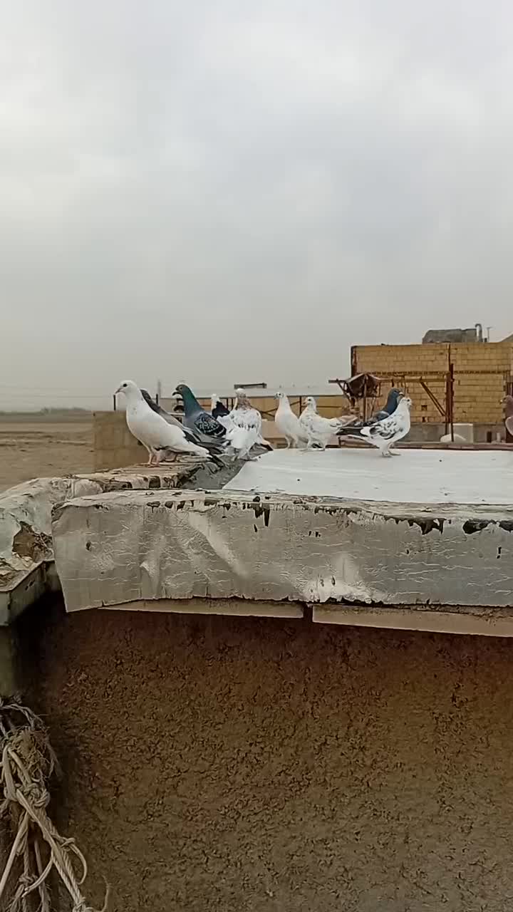 کبوتر فروشی|پرنده|رباط‌کریم, شترخوار|دیوار