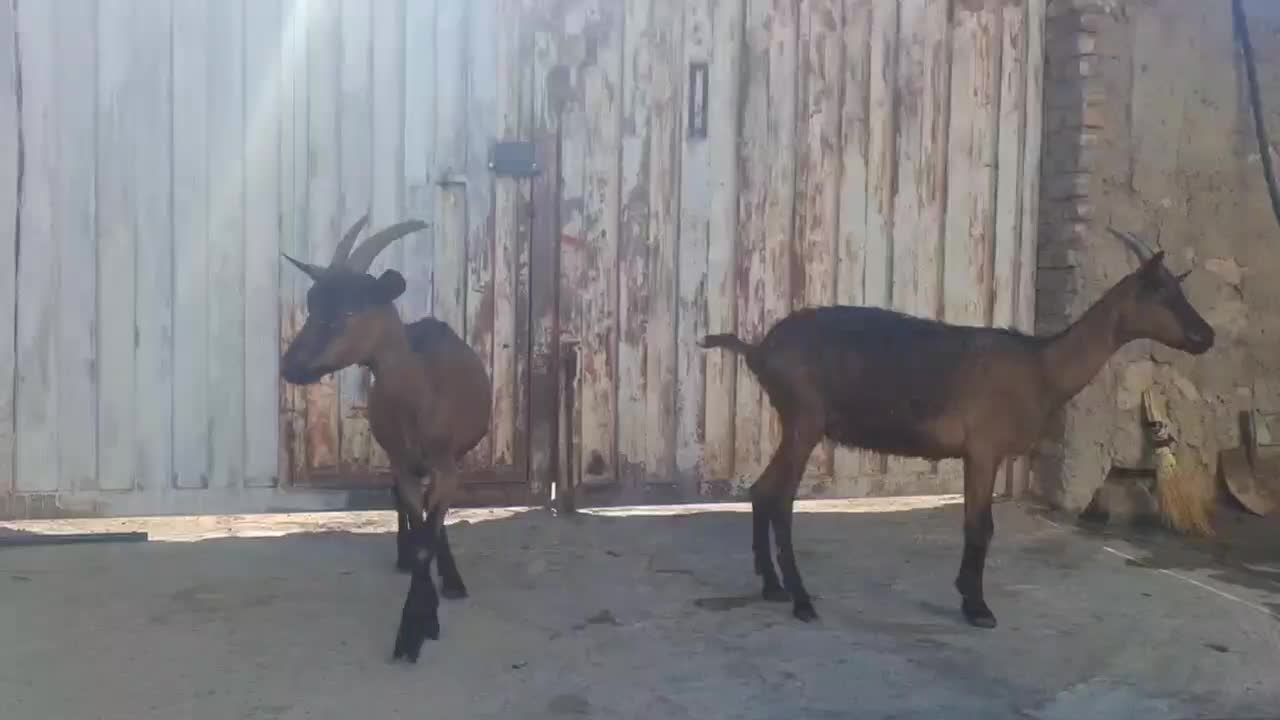 دو تا بز الپاین خالص|حیوانات مزرعه|رومشکان, |دیوار