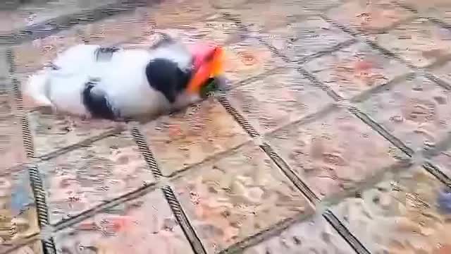 واگذاری شیتزو آموزش دیده واکسن زده با وسایل|سگ|بندرعباس, |دیوار