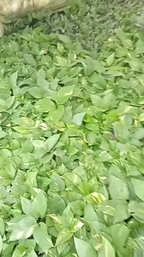 پتوس سبز ابلق نشایی|گل و گیاه طبیعی|گتاب, |دیوار