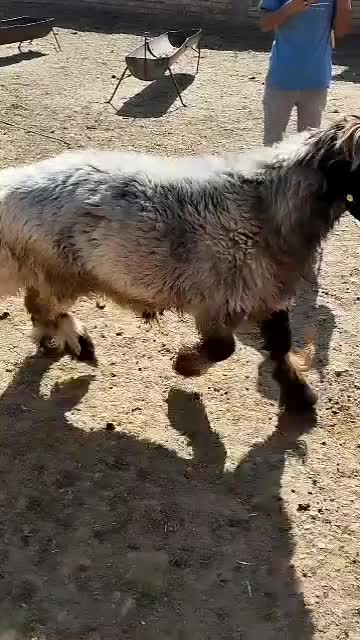 قوچ فروشی|حیوانات مزرعه|مرودشت, محمد آباد|دیوار