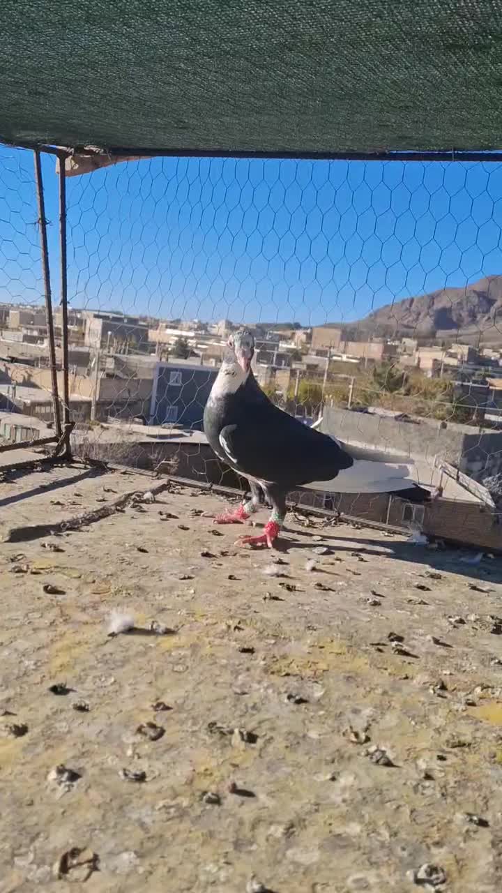 مینا سیا نر زدخوردی|پرنده|تربت‌حیدریه, شهید بهشتی|دیوار