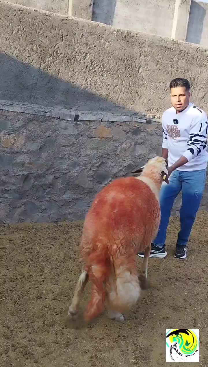 قوچ سنجابی اصیل در کوهسرخ|حیوانات مزرعه|کاشمر, |دیوار