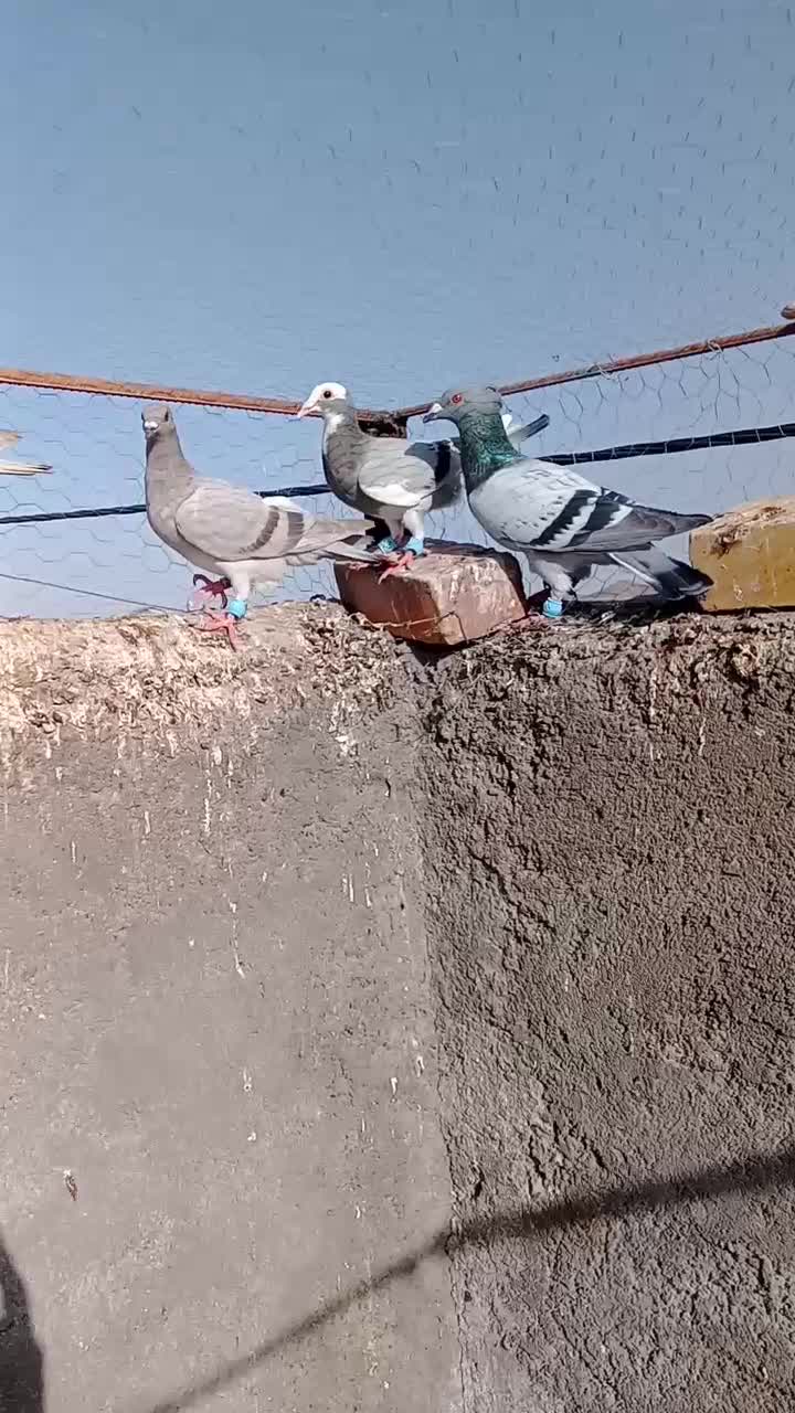 کبوتر|پرنده|گناباد, |دیوار