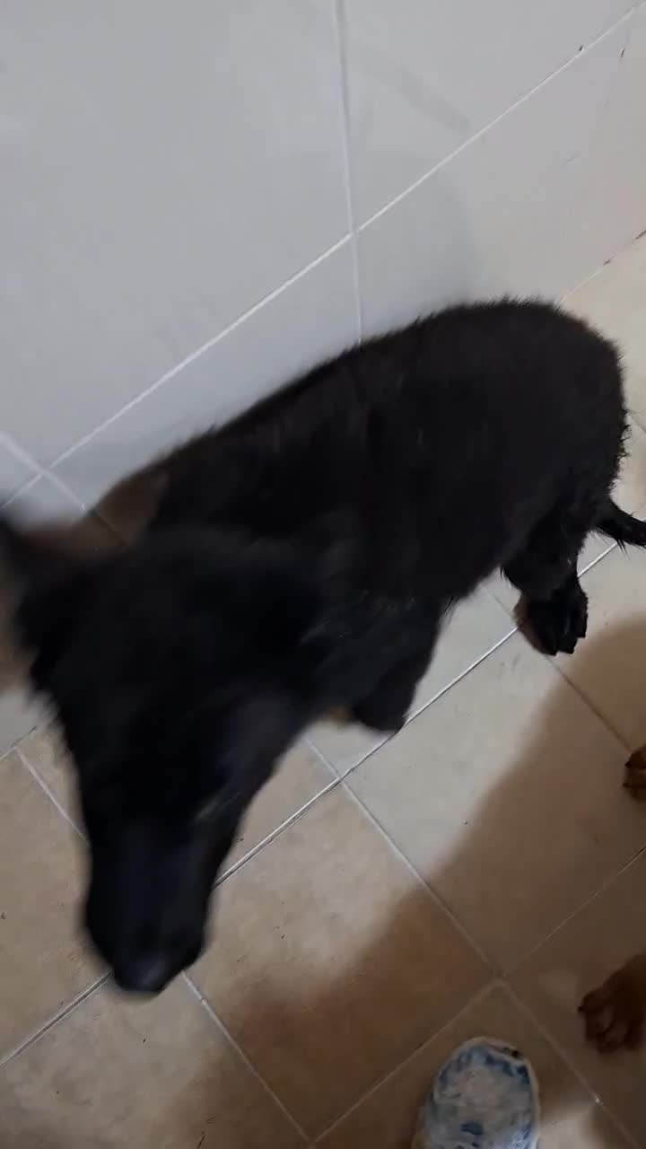 سگ ژرمن|سگ|کاشان, شهرک فرهنگیان|دیوار