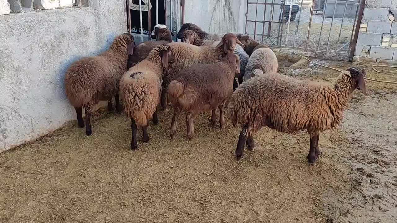 بره ماده هترو|حیوانات مزرعه|بجنورد, |دیوار