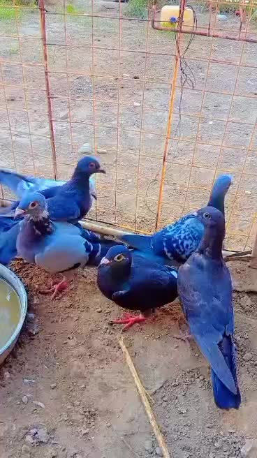 کبوتر|پرنده|کرباسک, |دیوار