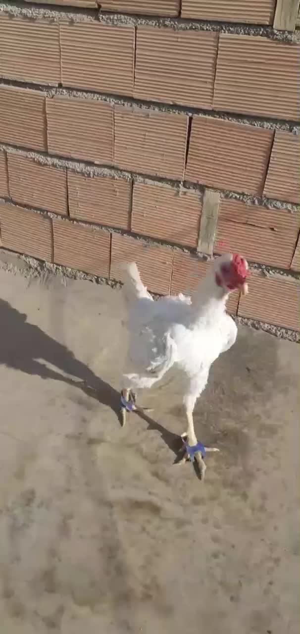 خروس لاری سفید سفید|حیوانات مزرعه|پیشوا, |دیوار