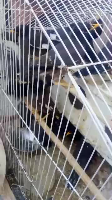 جوجه مینا|پرنده|بندرعباس, |دیوار