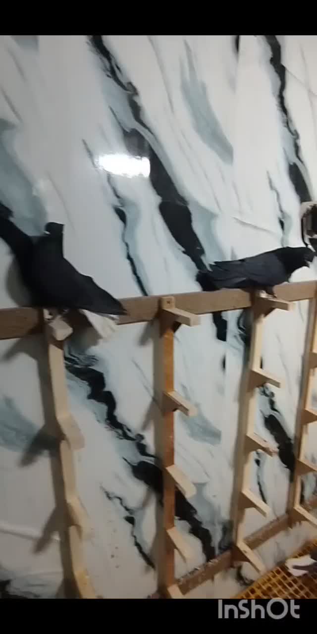 دسته رنگی،پلاکی همه نر پرشی|پرنده|دوگنبدان, |دیوار