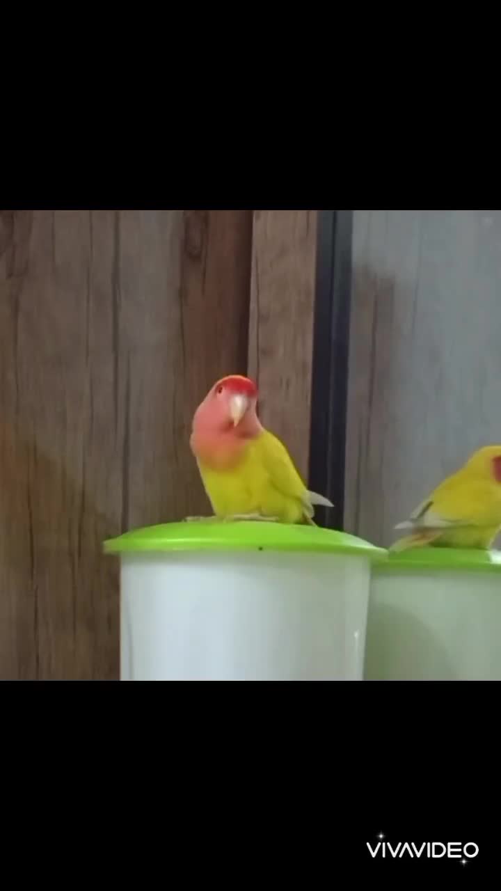 طوطی|پرنده|کرمان, |دیوار