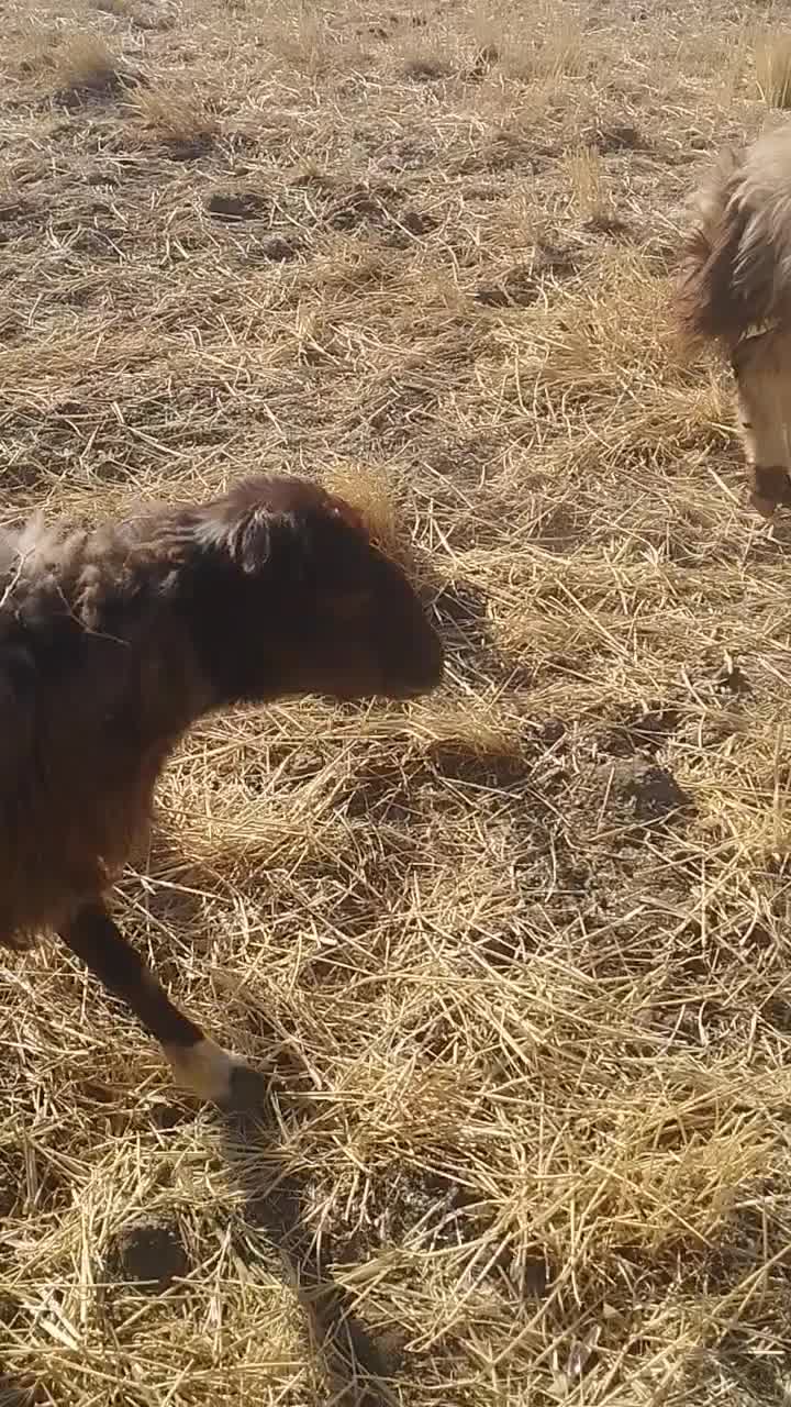 بره گوشتی|حیوانات مزرعه|مریوان, |دیوار