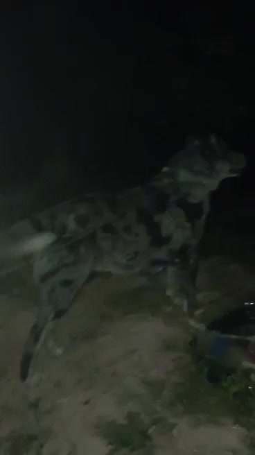 سگ خاص گری|سگ|سپیدان, |دیوار