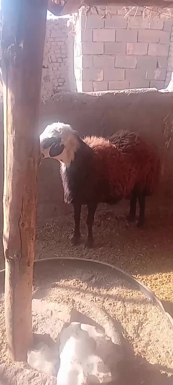 قوچ‌وبره‌نر|حیوانات مزرعه|نیشابور, ریوند|دیوار