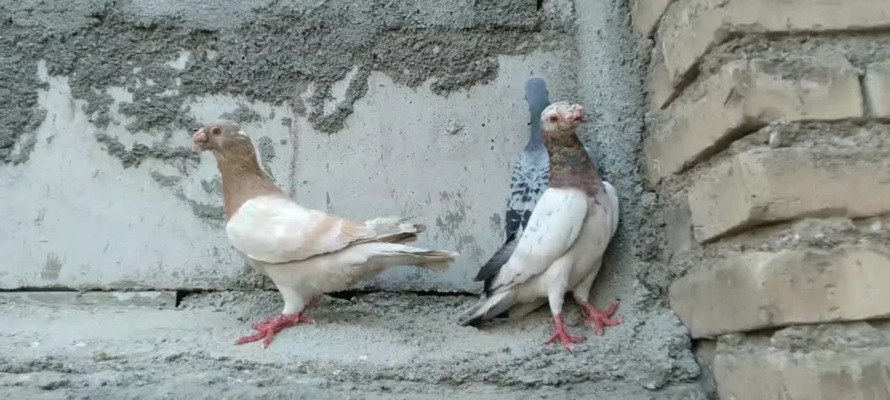 کبوتر|پرنده|اهواز, اسلام آباد غربی|دیوار