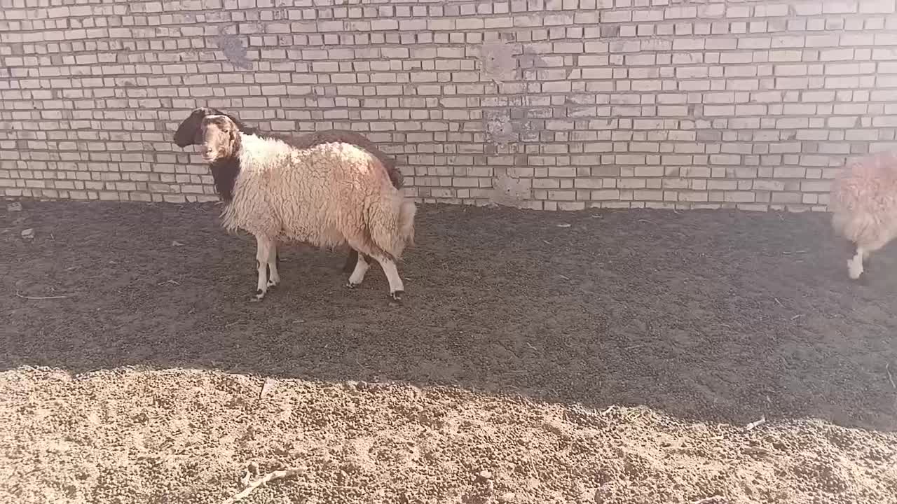 دوراس شیشک درجه یک برای تخم|حیوانات مزرعه|سده (خراسان جنوبی), |دیوار