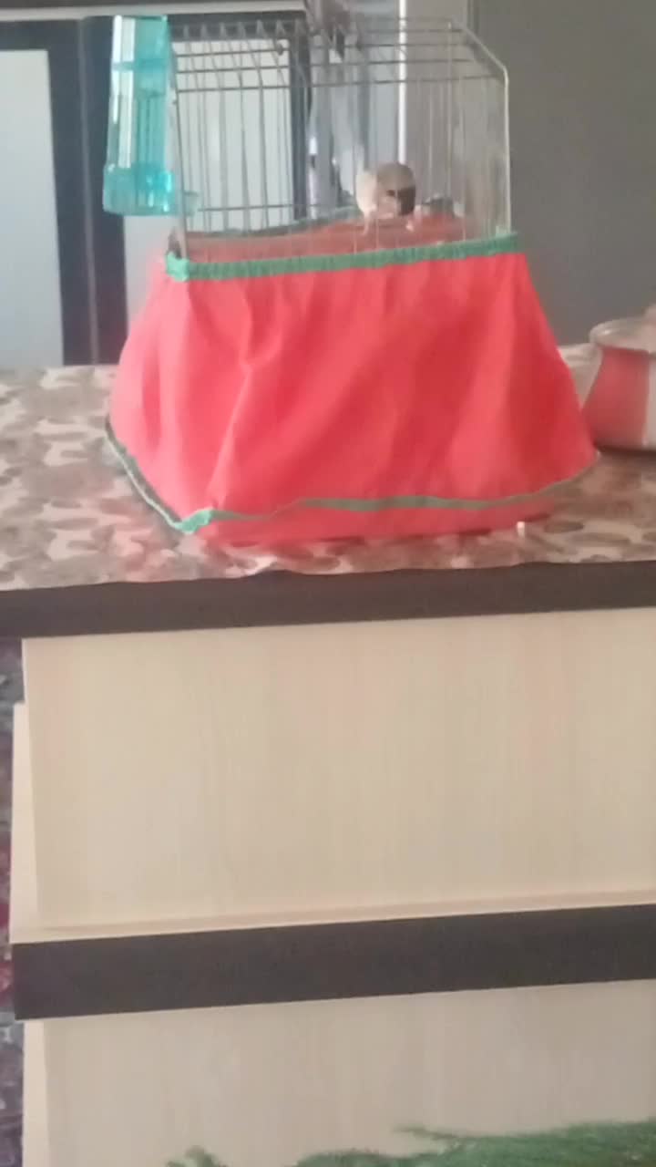 سهره (ماده) روبه مستی|پرنده|قروه, |دیوار