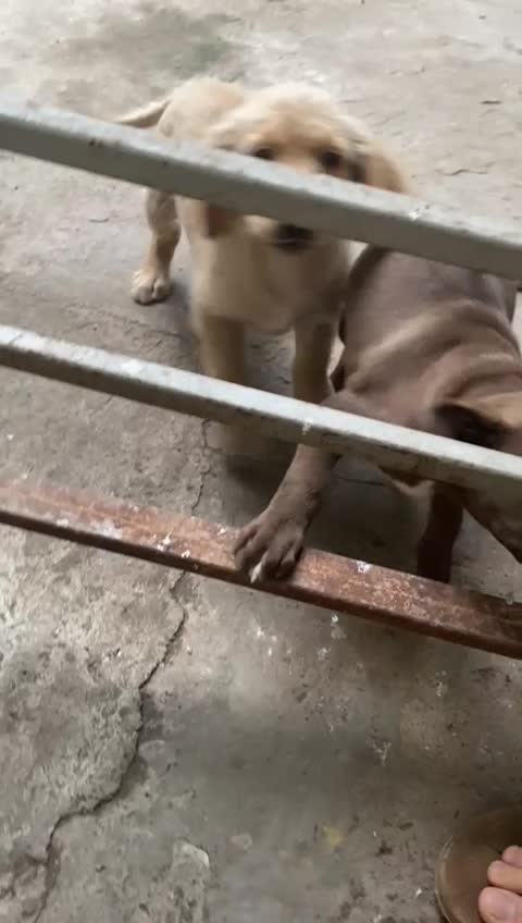 توله گلدن|سگ|رشت, پستک|دیوار