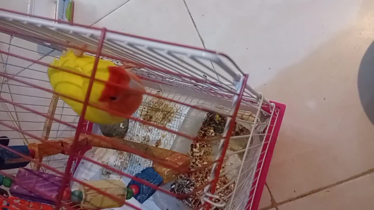 طوطی برزیلی|پرنده|کرج, عظیمیه|دیوار