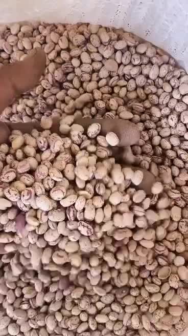 فروش ا تن لوبیا چیتی کشت امسال|خوردنی و آشامیدنی|اصفهان, سرتاوه|دیوار