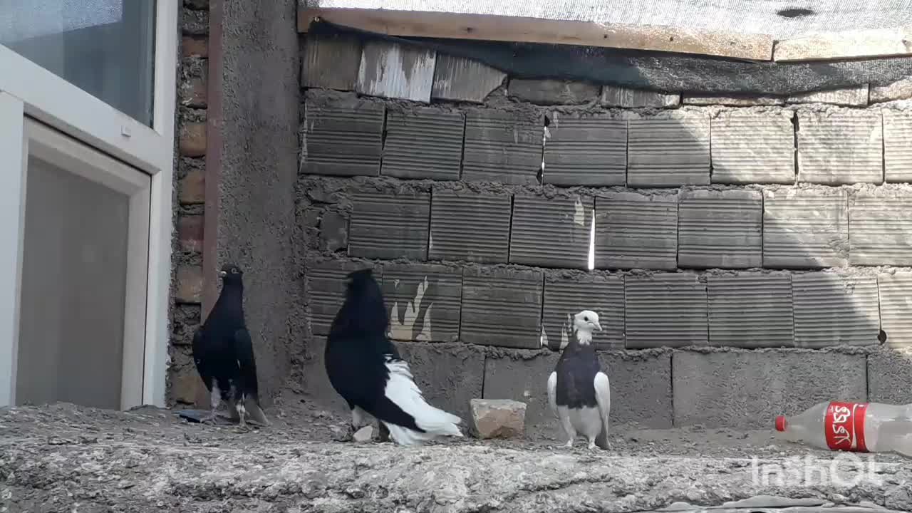 زاغ دم عروسک، طوقی|پرنده|زیرکوه, |دیوار