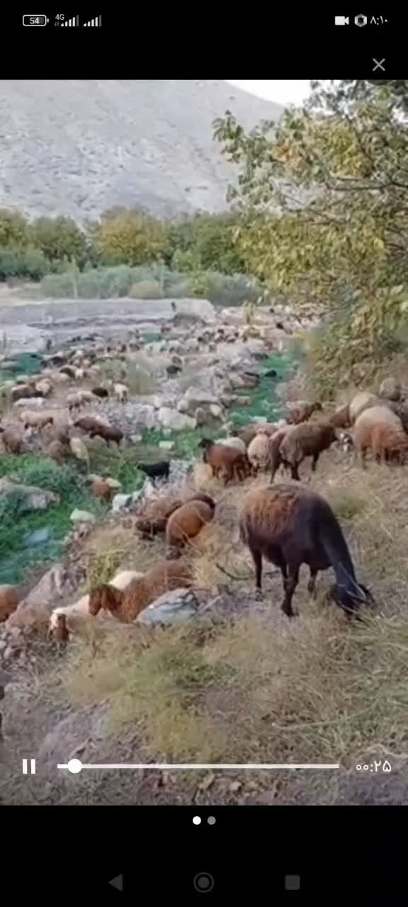 گوسفند گله گرد کم چربی به ضمانت مرجوعی وخونی|حیوانات مزرعه|مشهد, نوید|دیوار