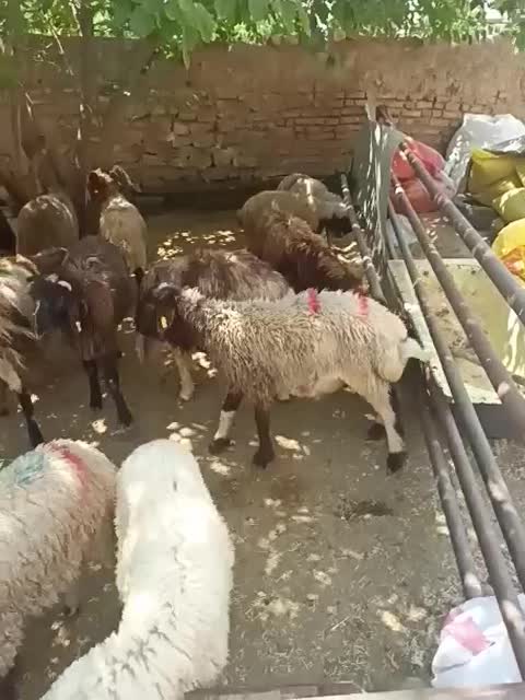 خردشده زنده بسته بندی ه شده|حیوانات مزرعه|تهران, منیریه|دیوار