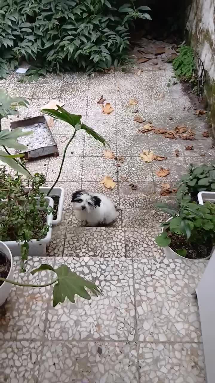 سگ خیلی کوچیک|سگ|سنگر, |دیوار