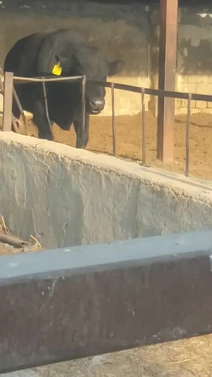 گوساله نرمشکی،جنگه،گاو|حیوانات مزرعه|شیراز, جرسقان|دیوار