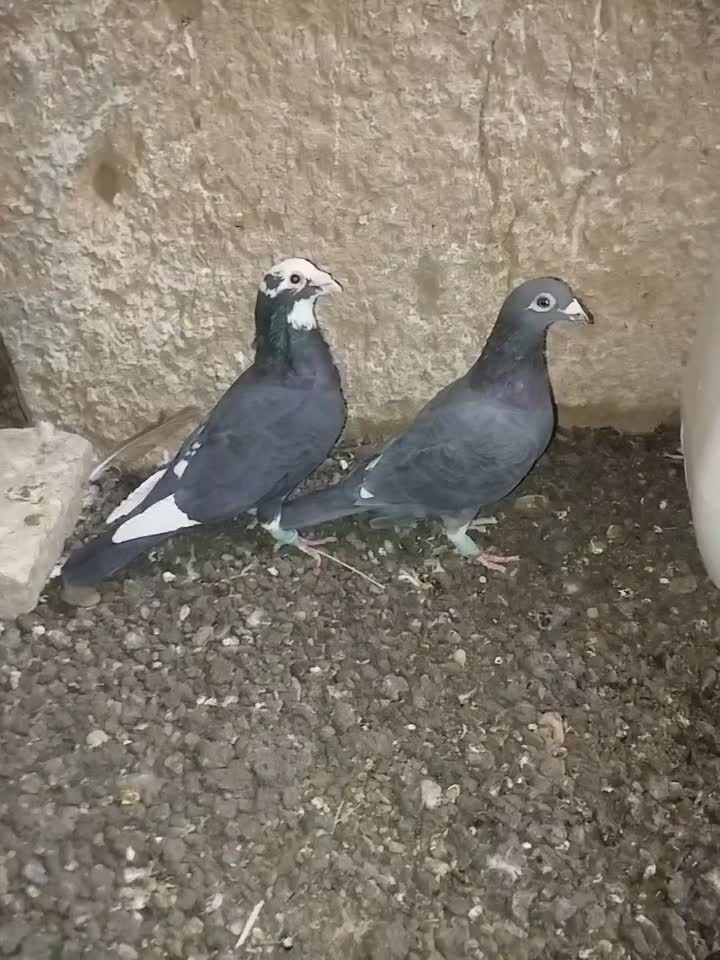 کبوتر|پرنده|یزد, |دیوار