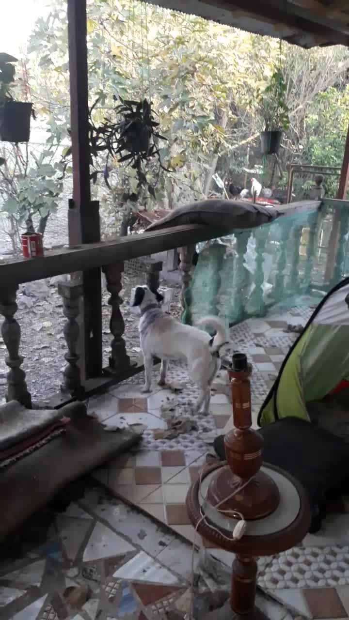 واگذاری رایگان سگ|سگ|سنگر, |دیوار