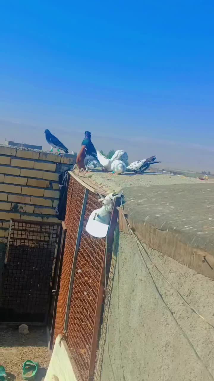 کبوتر|پرنده|سیدآباد, |دیوار