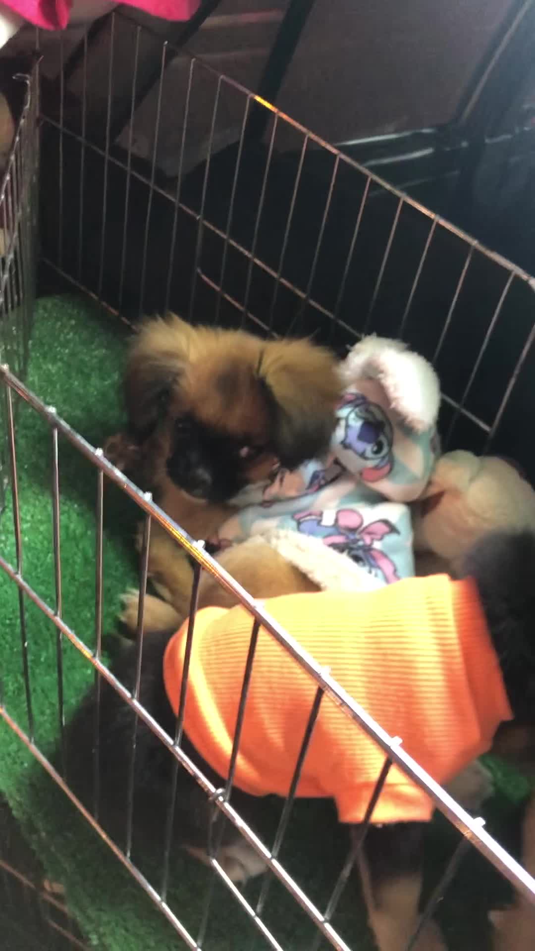 هاپو کوچولو های عروسکی مینیاتوری|سگ|تهران, هوانیروز|دیوار