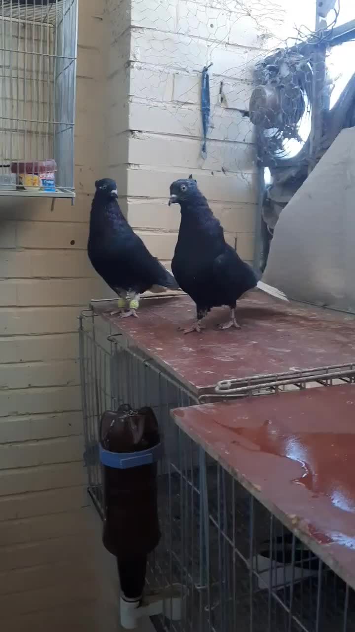 دم سفید|پرنده|فولادشهر, A3|دیوار